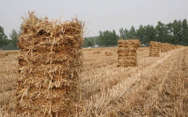 小麦秸秆农作物杆