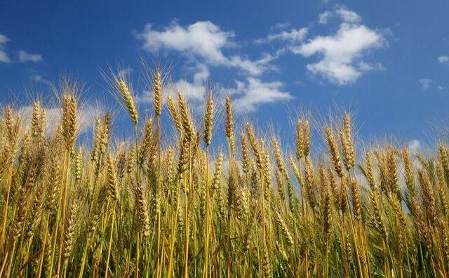 玉米小麦秸秆